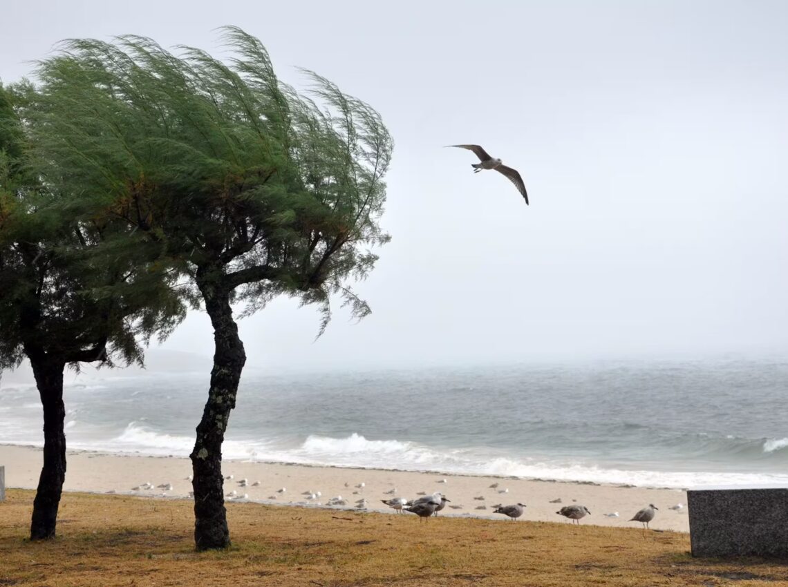 Vientos huracanados: qué hacer antes, durante y después